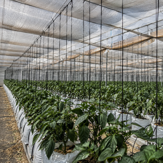 Rafia Agrícola para Tutoreo — GD Plastics