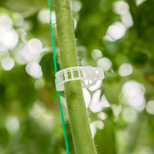 Tomato Clip 23 mm — Paskal