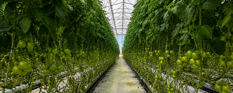 Tu socio estratégico en agricultura protegida